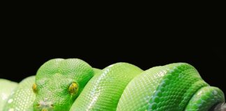 Jaka baza danych do Python?