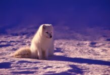 Jak studiować w Norwegii? Jak studiować w Norwegii?